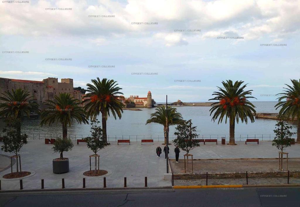 un groupe de palmiers à côté d'une masse d'eau dans l'établissement 4DEMO46 - Collioure appartement T2 plage et vue, à Collioure