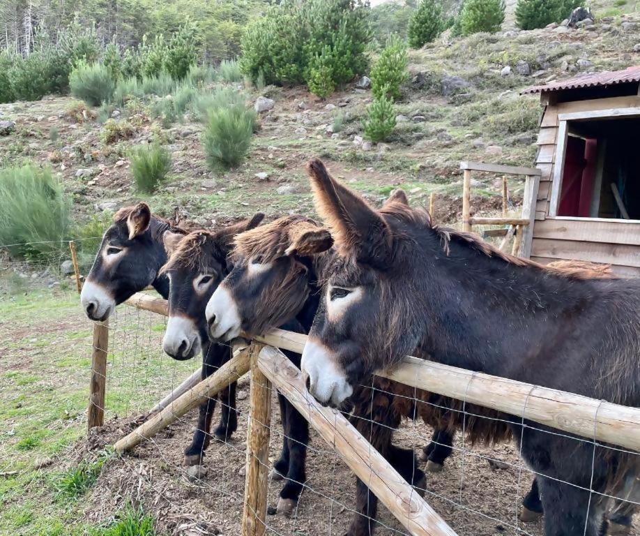 Animaux dans la tente de luxe ou à proximité