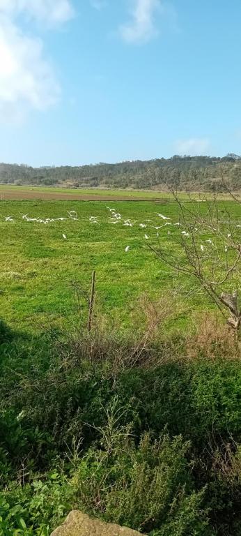 a herd of sheep in a green field at Sol Mar in Odeceixe