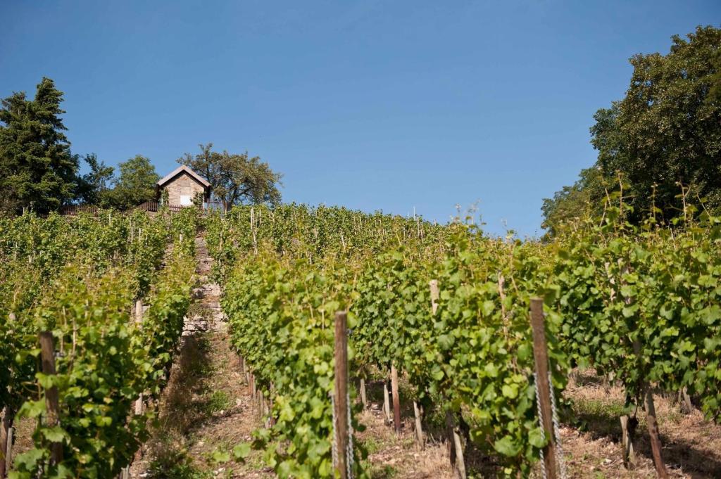 Zahrada ubytování Felshof - Weingut & Gästehaus
