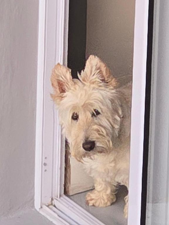 Domácí mazlíčci ubytovaní s hosty v ubytování Cosy at Cowrie