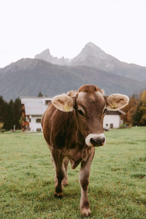 a brown cow standing in a field with mountains in the background at Kempinski Hotel Berchtesgaden in Berchtesgaden