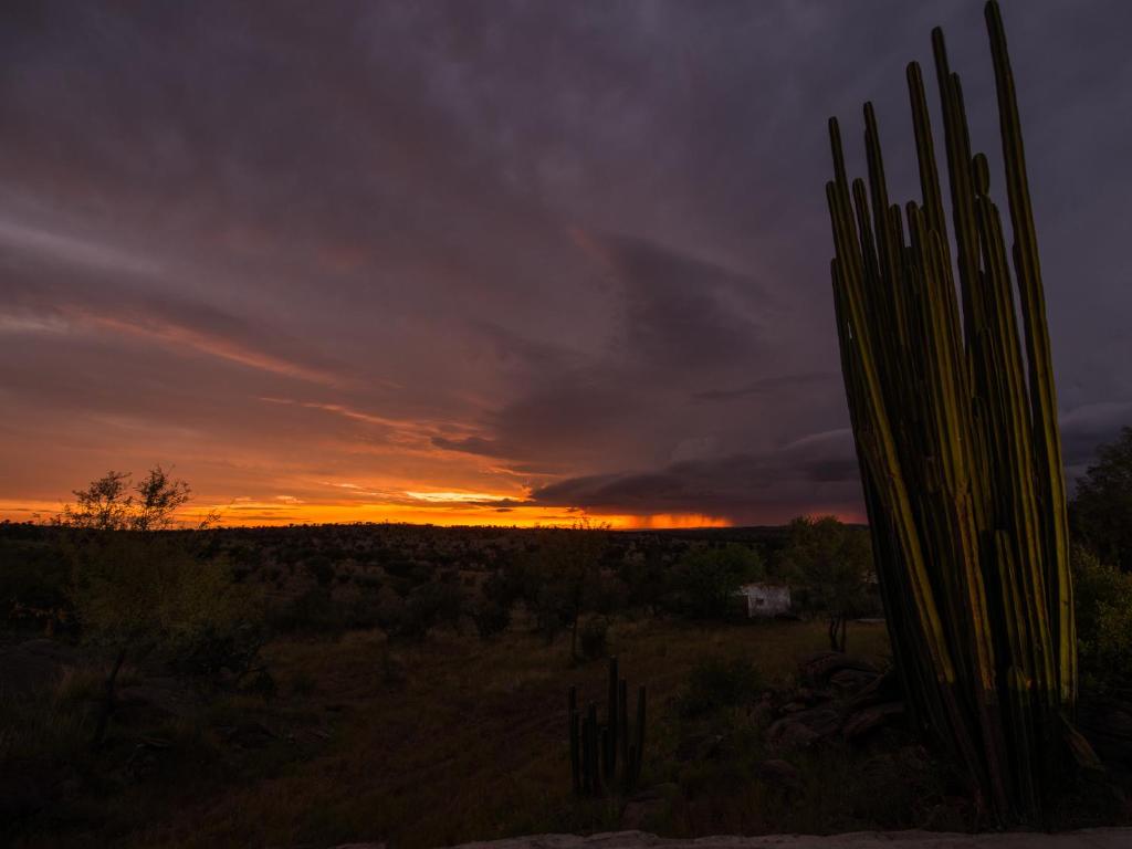 a sunset in the desert with a saguaro at Halala Africa Lodge - Eagle Rock Lodge in Malabar