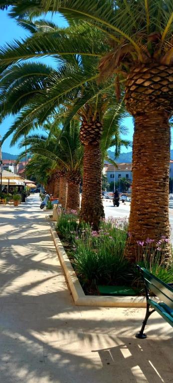 a row of palm trees on a sidewalk with a bench at Apartman Ana Lotre in Vela Luka