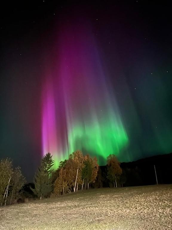 an aurora in the sky over a field with trees at Aurora apartment Nygård in Sletta