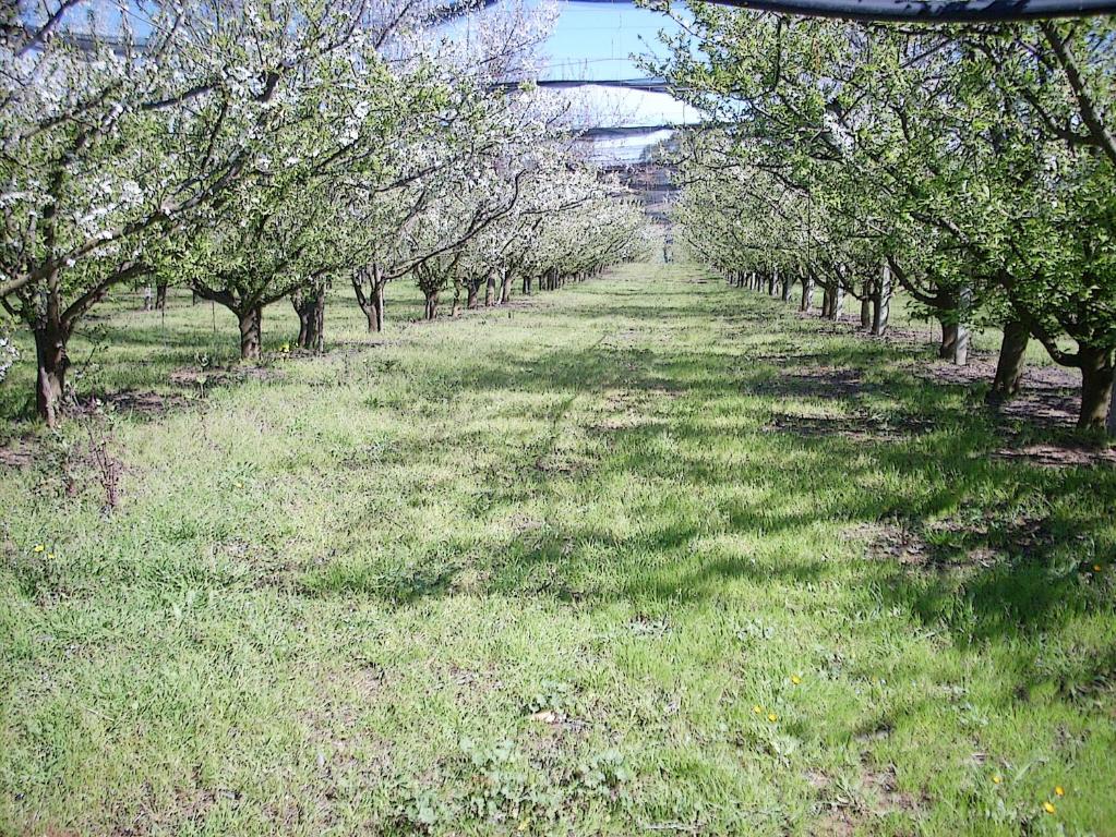 Zahrada ubytování Agriturismoteo