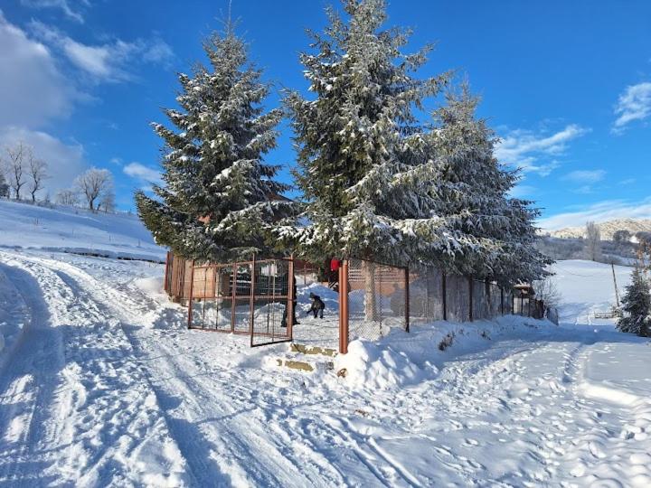 two christmas trees in the snow next to a fence at Casa Corina Sirnea in Şirnea