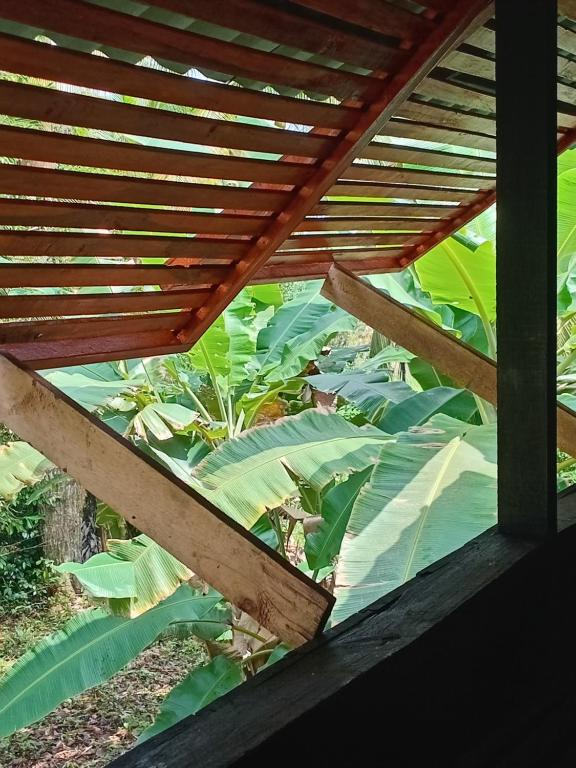 Κήπος έξω από το Casa Cachalote