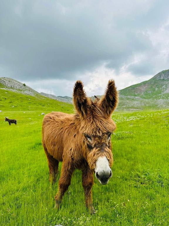 Fotografie z fotogalerie ubytování Planinska kuca Bjelasnica v destinaci Bjelašnica