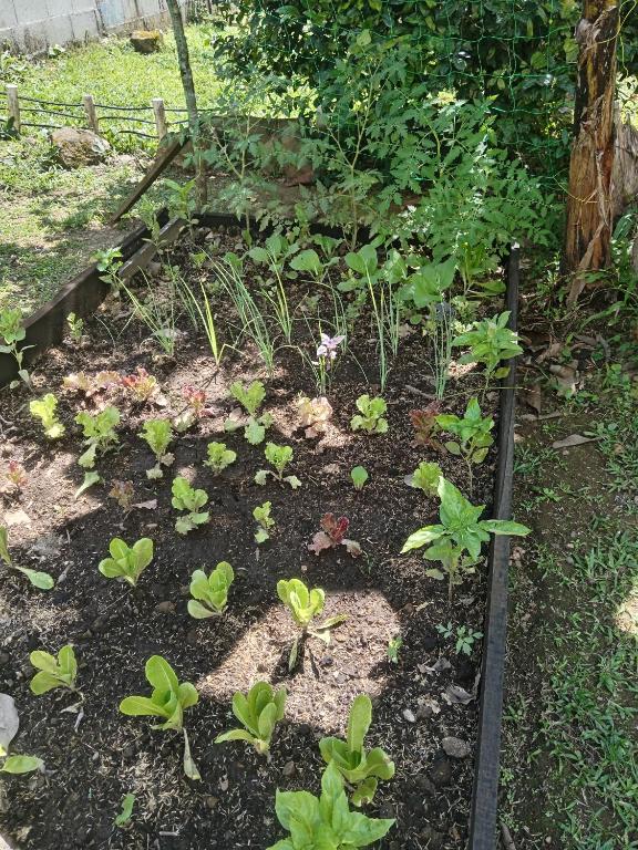 Zahrada ubytování Copey house Chiriquí, vía hacia Volcán