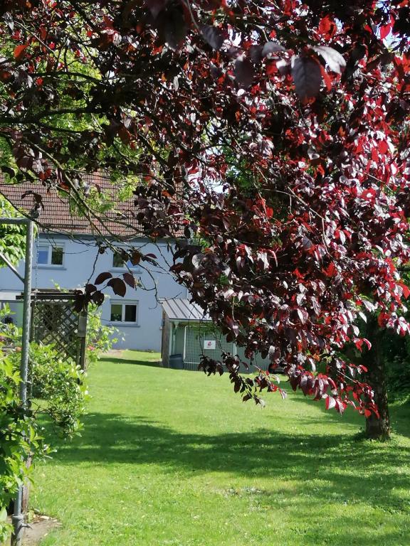 a tree with red berries on it in a yard at Ferienhaus MaLu in Nonnweiler