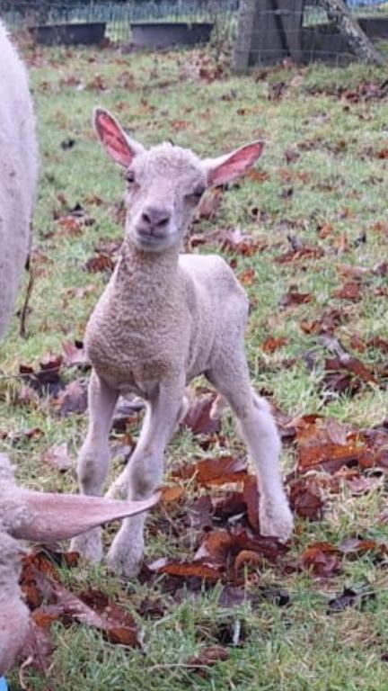 un bébé agneau debout dans l'herbe dans l'établissement Maison campagne, à Percy