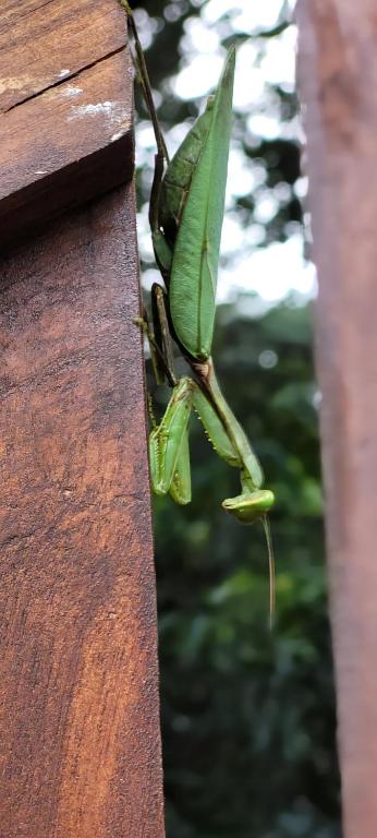 Fotografie z fotogalerie ubytování Lion King Jungle Cabanas v destinaci Sigiriya