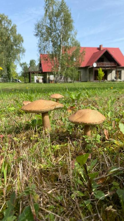 Vonkajšia záhrada v ubytovaní Anielski Zakątek