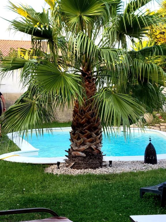 un palmier installé à côté d'une piscine dans l'établissement Superbe Villa tout confort avec piscine, à Beaucaire