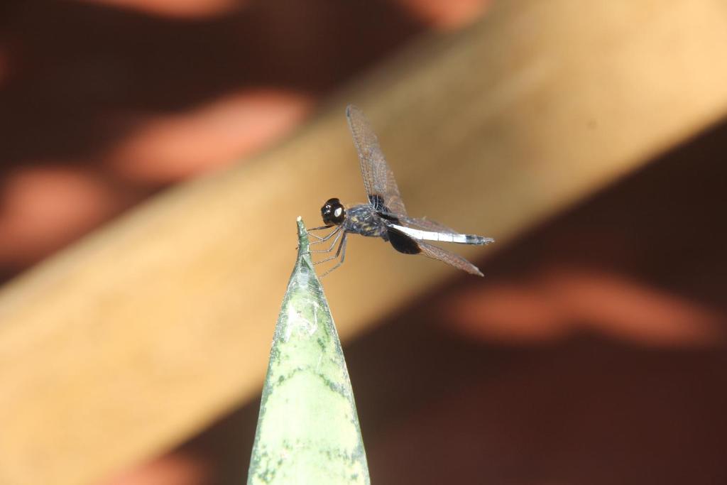 Fotografie z fotogalerie ubytování PuraChata Ecolodge v destinaci Iquitos