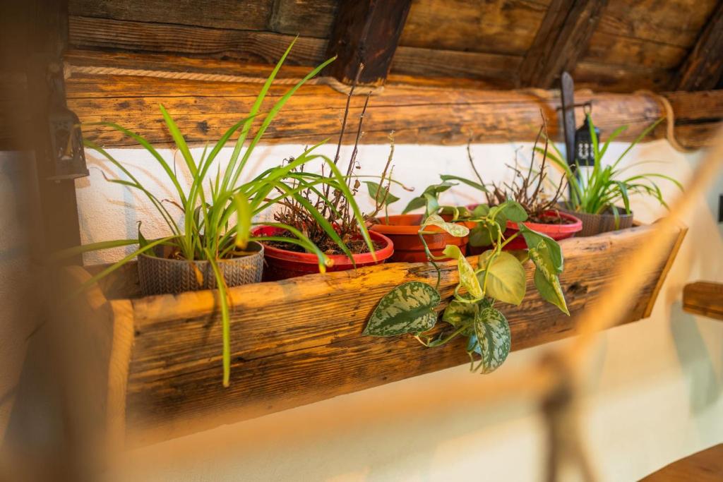 Zahrada ubytování Cucu's Nest