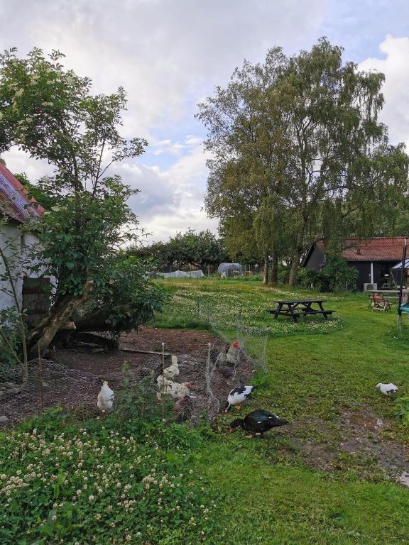 Zahrada ubytování Blikgårdens summerhouse