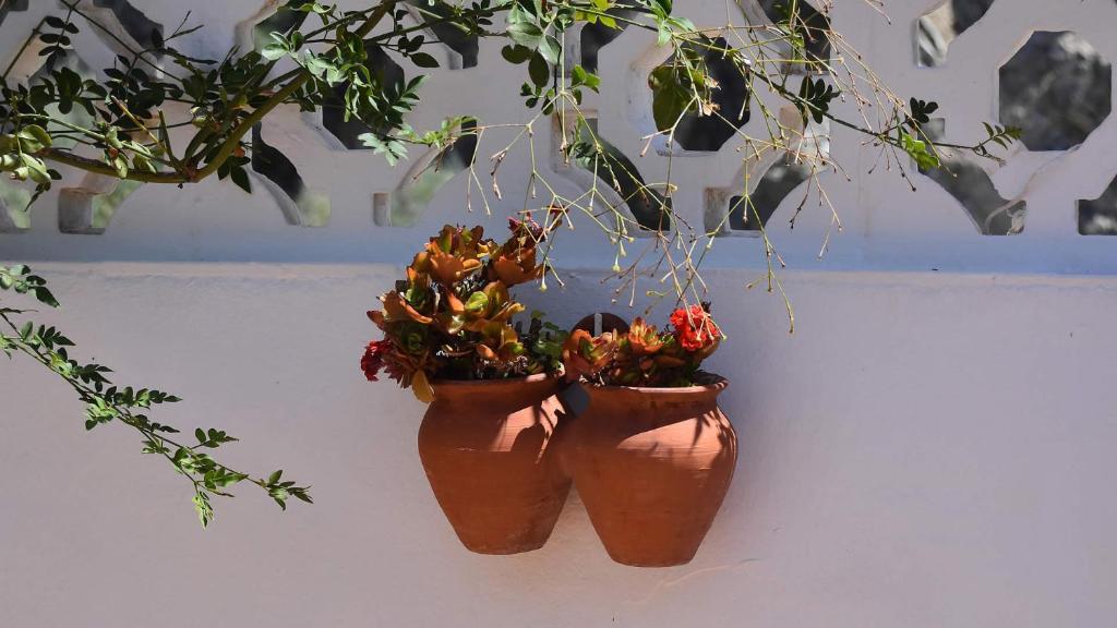 A garden outside Villa Maro Casitas Select
