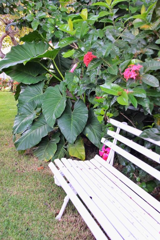 Um jardim em Vila Alemã