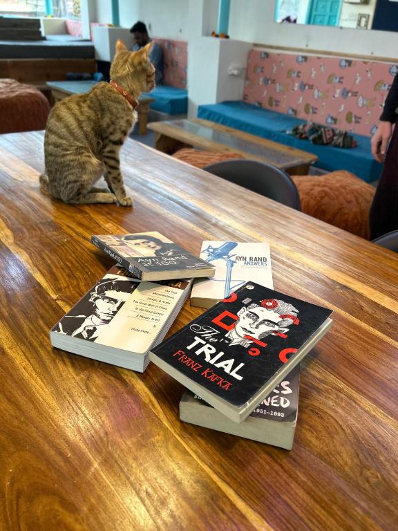 Galeriebild der Unterkunft Serendipity Hostel & Cats Cafe in Rishikesh
