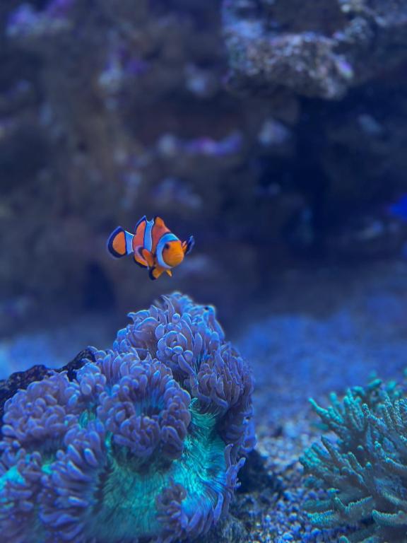 Hôtel Pax - Resim 34