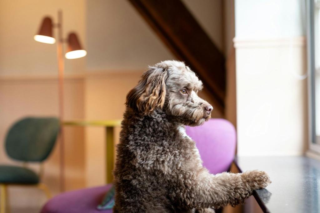 The Rebyl, Nijmegen, a Tribute Portfolio Hotel - Resim 45