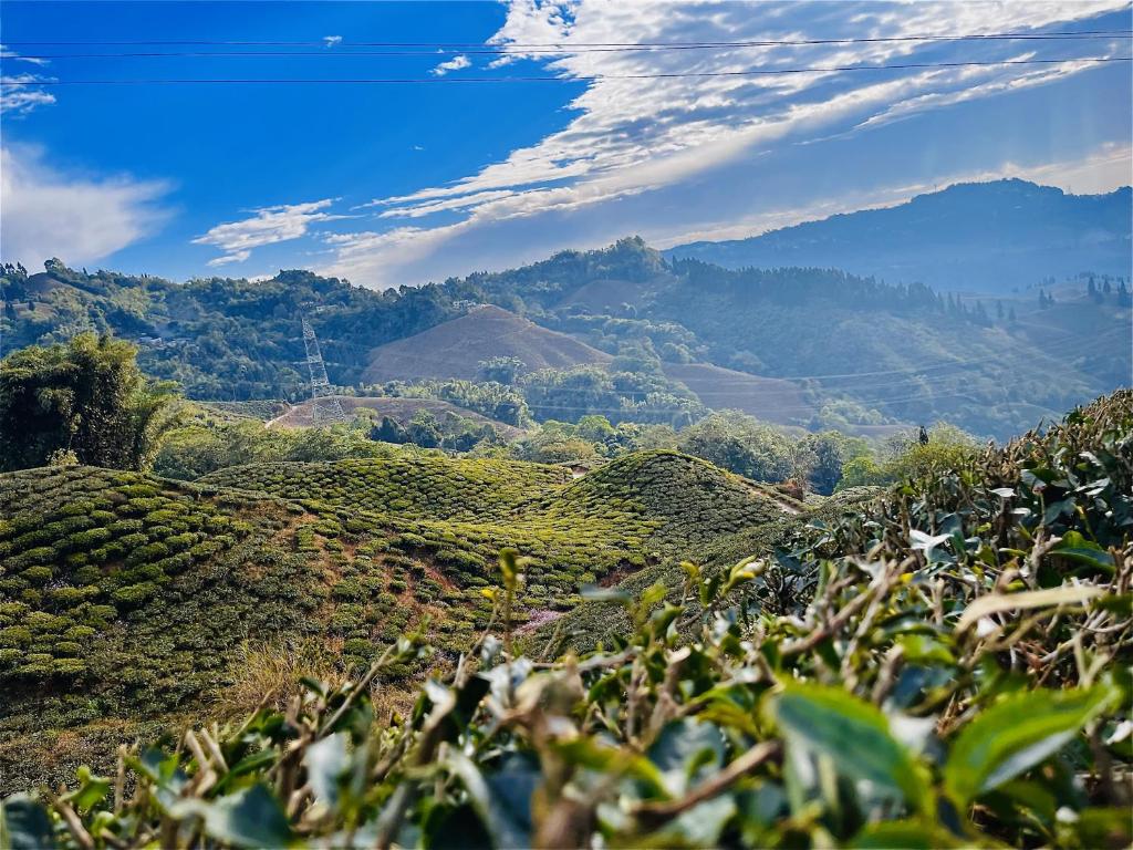 une vue d'une plantation de thé dans les collines dans l'établissement Payun Homestays, à Darjeeling