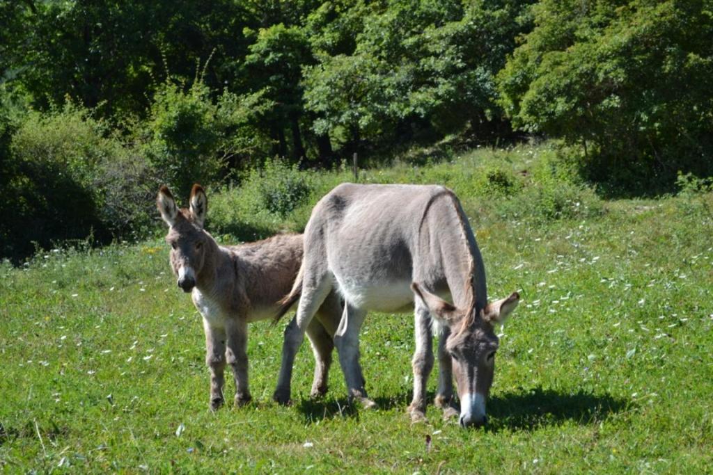 deux ânes pacant dans un champ d’herbe dans l'établissement Gîte du bout du monde La Bergerie, à Barrême