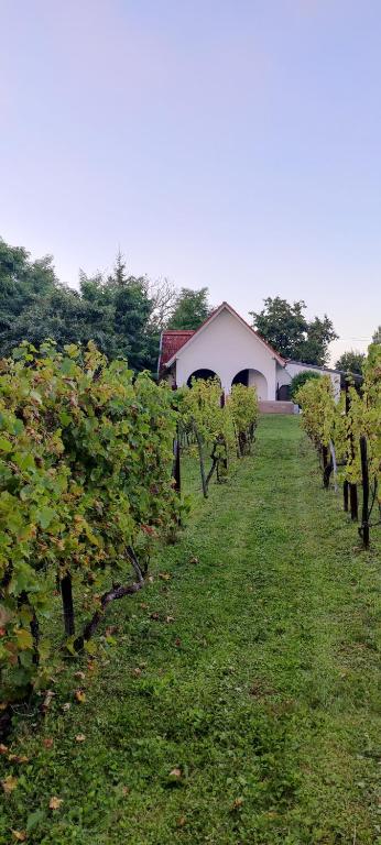 Zahrada ubytování Luxury Vineyard Retreat with Private Jacuzzi