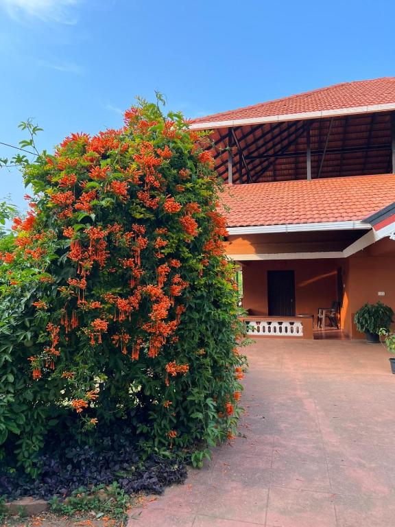 Zahrada ubytování Janiro Tea Trees Villas