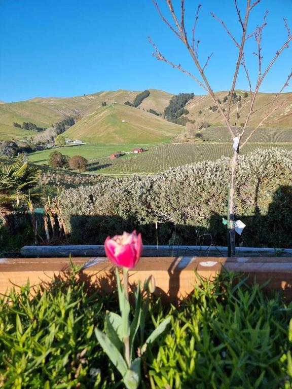 Entire Poolside Accommodation - Resim 24