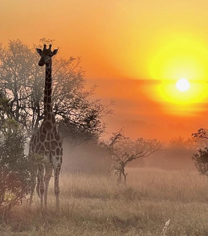 Mkhiweni 3 Bedroom Villa at Dombeya Wildlife Estate