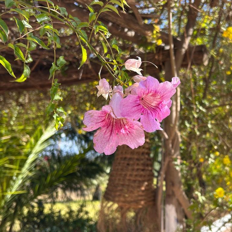 Zahrada ubytování Les Jardins D'issil
