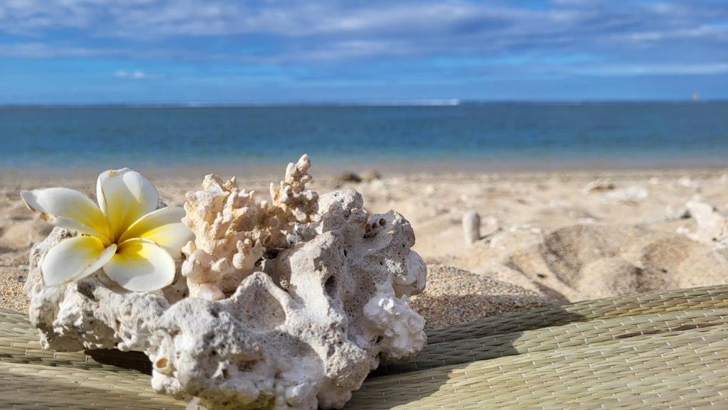 a shell with a flower on the beach at Le chant du Lagon in La Saline les Bains