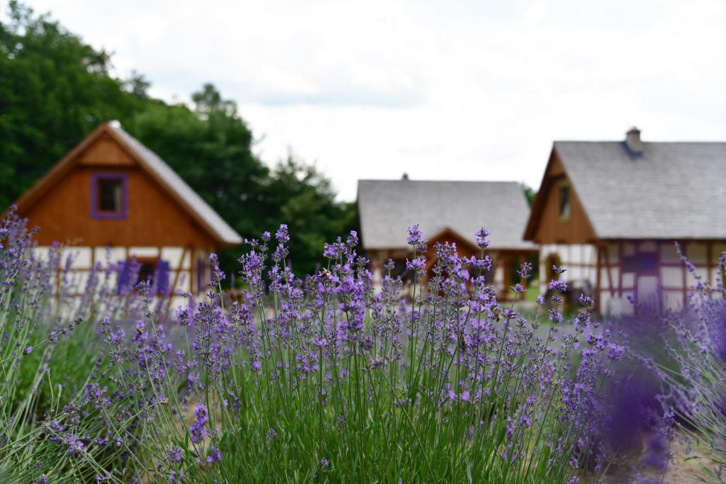 a field of purple flowers in front of a house at Lawendowa Osada in Przywidz
