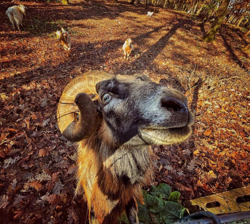 Zvířata v penzionu nebo okolí
