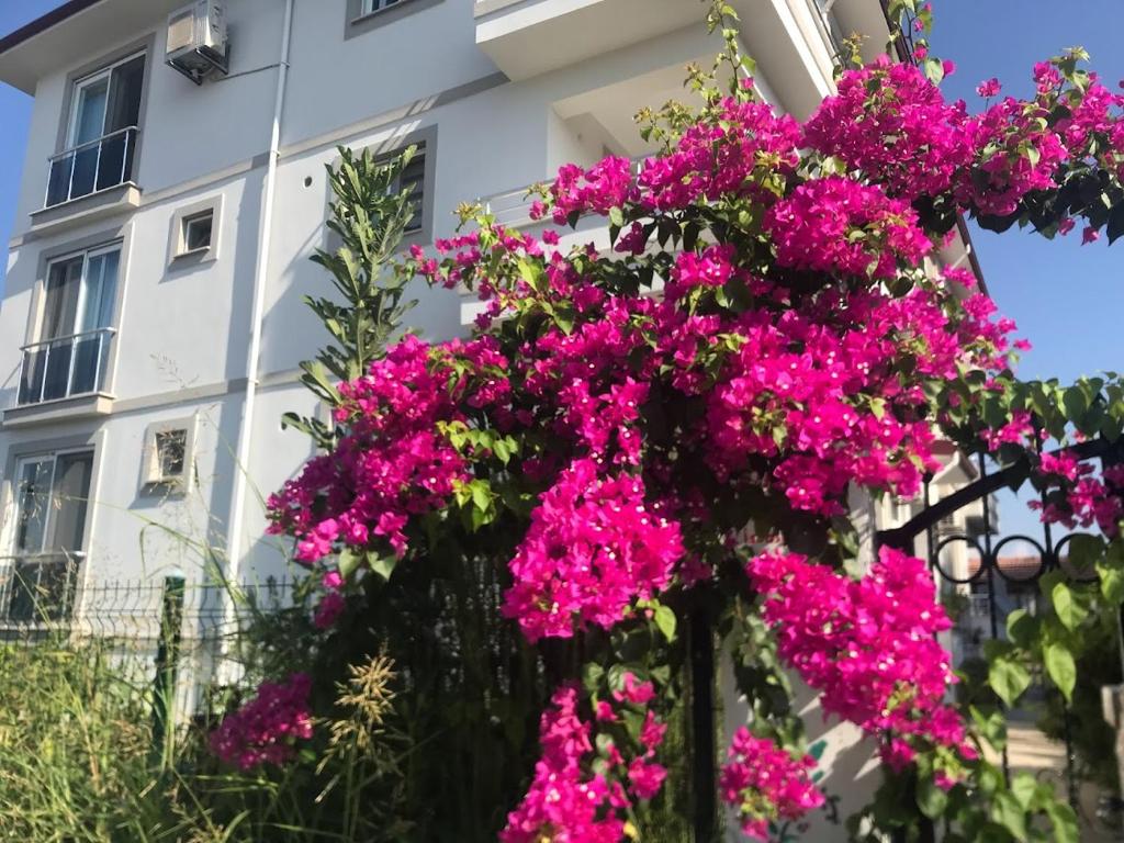 Zahrada ubytování Dalaman Pansiyon & Family rooms