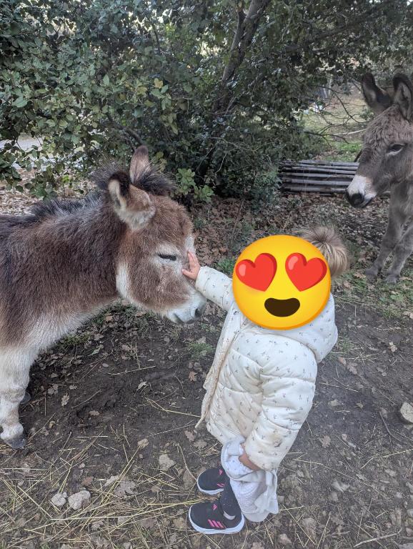 Zvířata v chaty nebo okolí