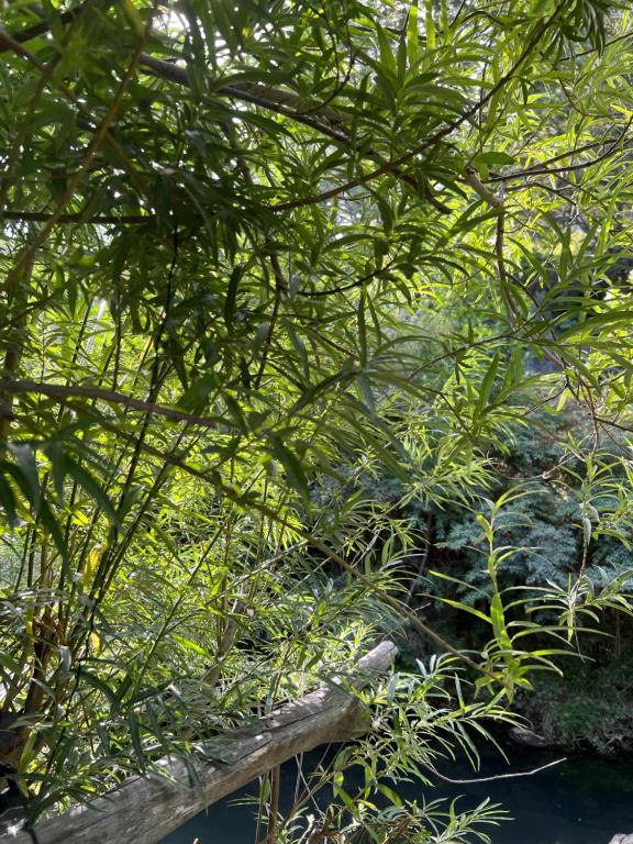 Cabañas lo de Carlo