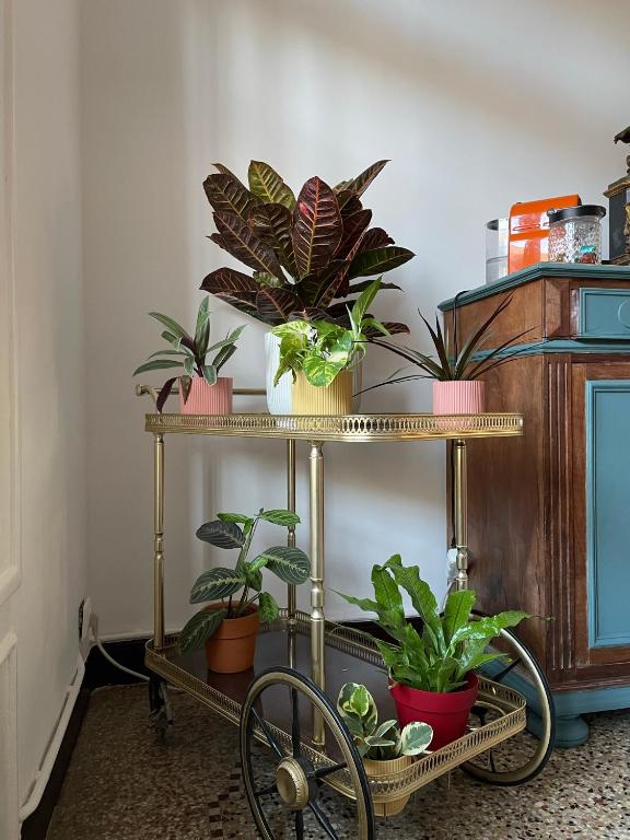 une étagère avec des plantes en pot au-dessus de celle-ci dans l'établissement Villa Le Palmier, à Montpellier