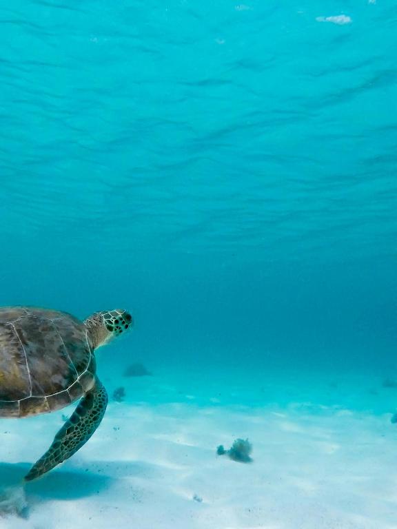 a green sea turtle swimming in the water at La source bis, Mer et source d'eau chaude in Bouillante