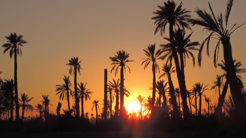 un grupo de palmeras al atardecer en La Rose des Sables, en Marrakech