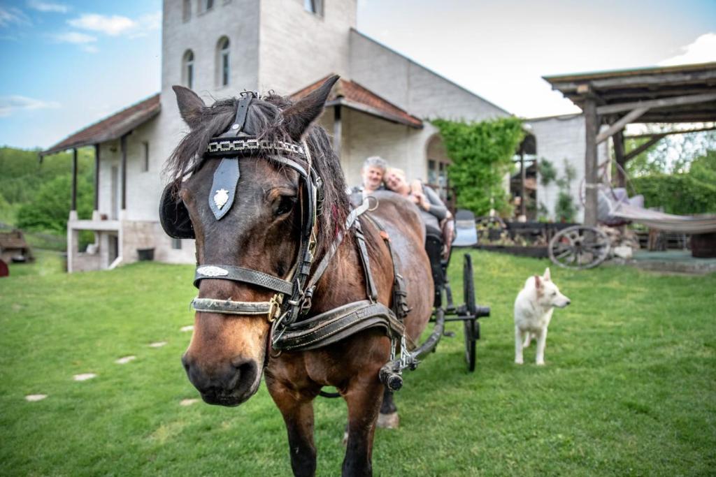 Zvířata v apartmánu nebo okolí