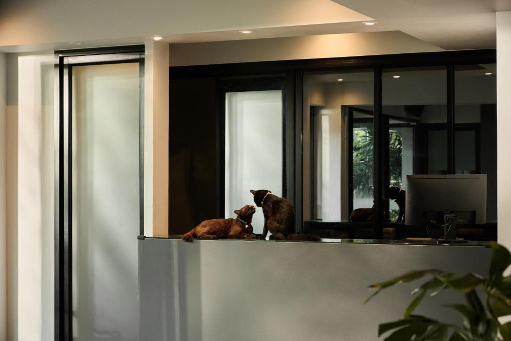 A sleek indoor counter area with two cats on the ledge.