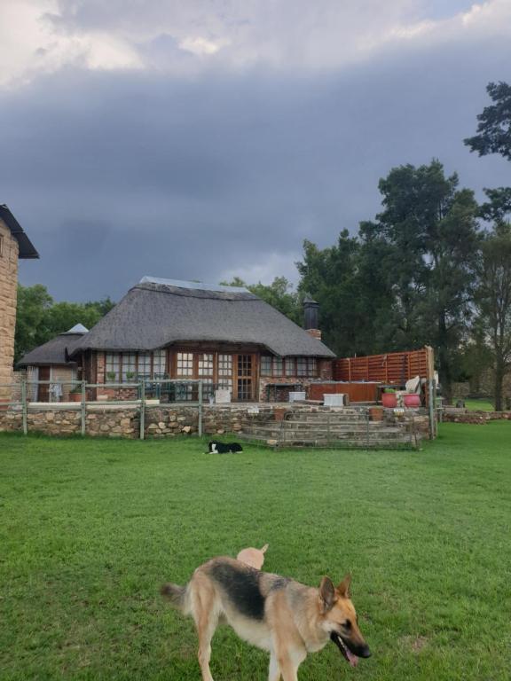 een hond die in een veld voor een huis staat bij Uitzicht Guest Farm in Kroonstad