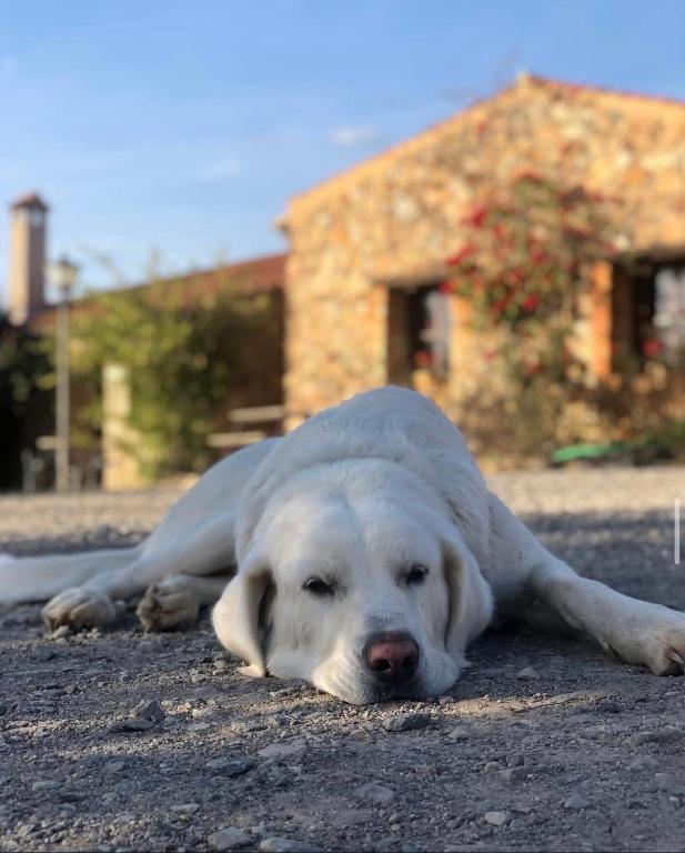 Mascotas con sus dueños en Finca Los Caleros