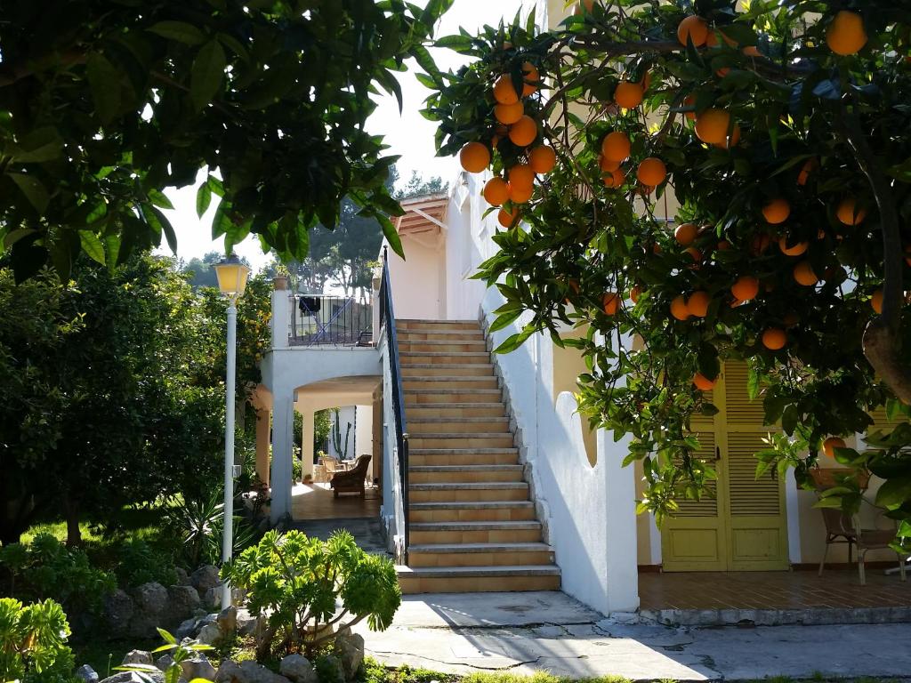 an orange tree with a staircase in front of a house at Amistad in Paguera