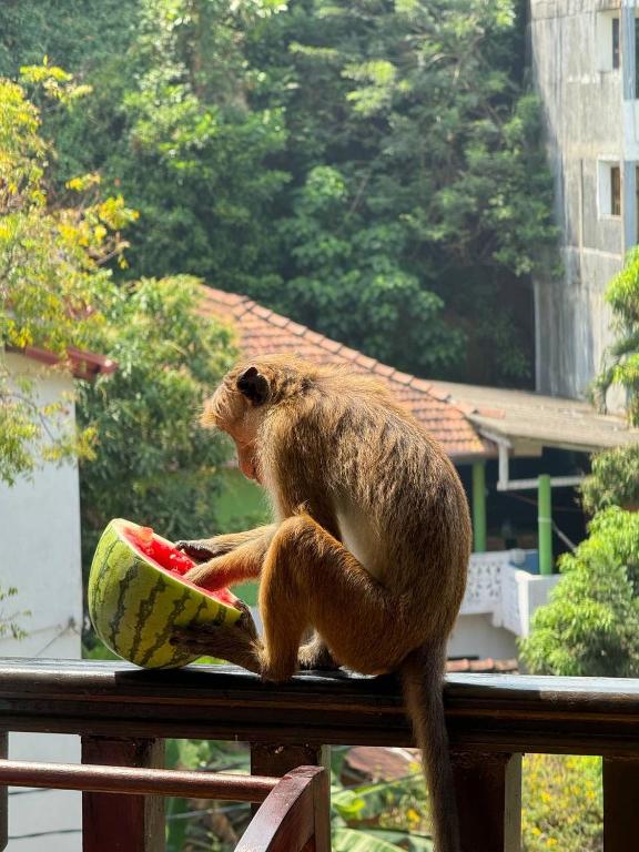 Zvířata v penzionu nebo okolí