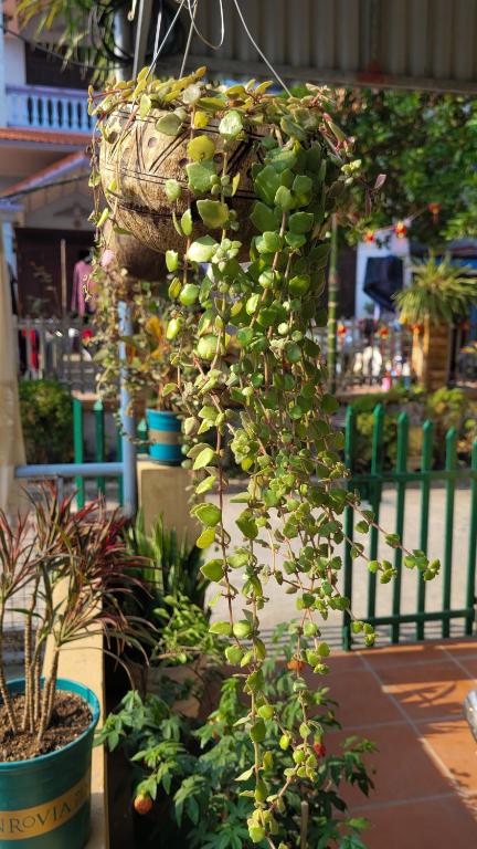 Zahrada ubytování Tiny Garden House Cat Ba
